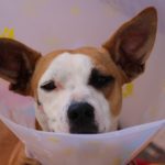 Hundekrankenversicherung
