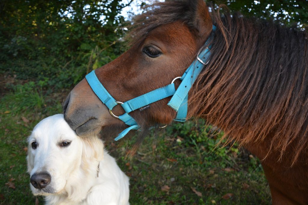 Tierhalterhaftpflichtversicherung Pferd Sicherheit Fr